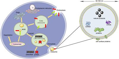 Frontiers | Exosome-Based Delivery Of Natural Products In Cancer Therapy